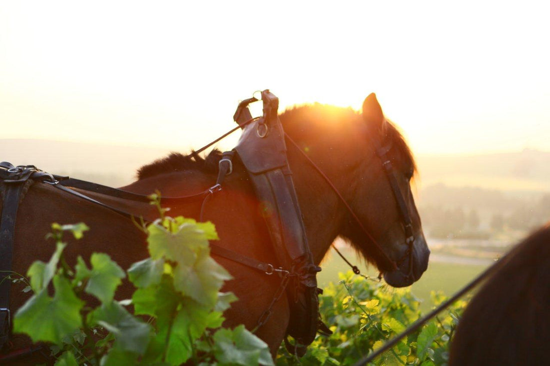 Zoom sur la Maison Philipponnat
