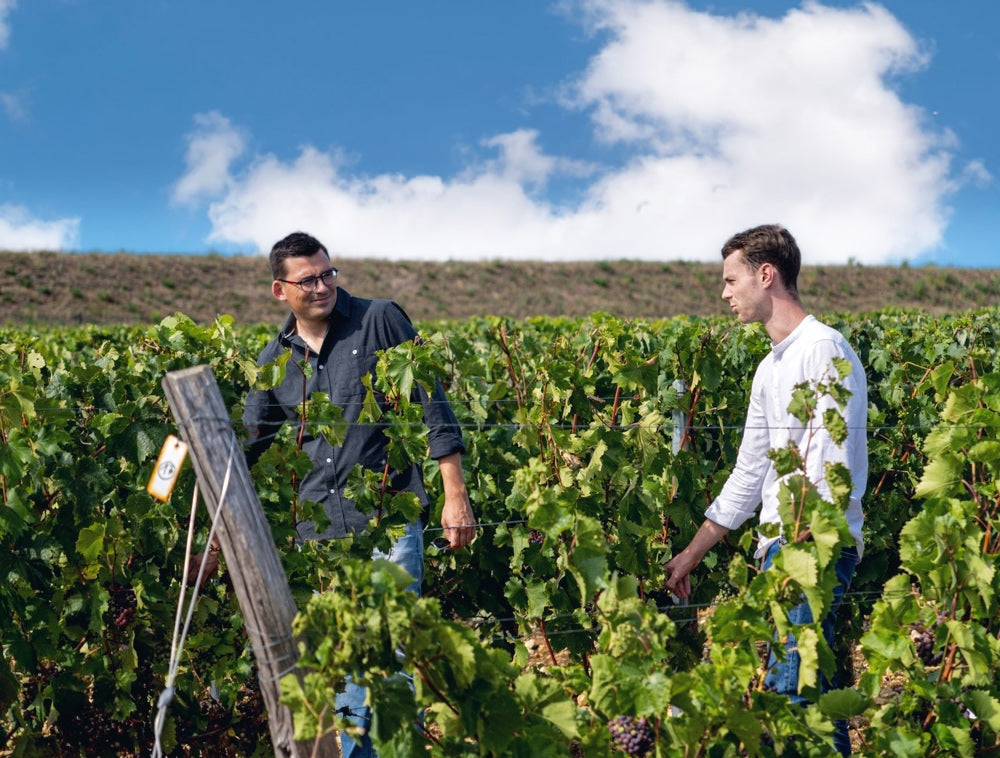 Cépages résistants : de quoi s'agit-il exactement ?