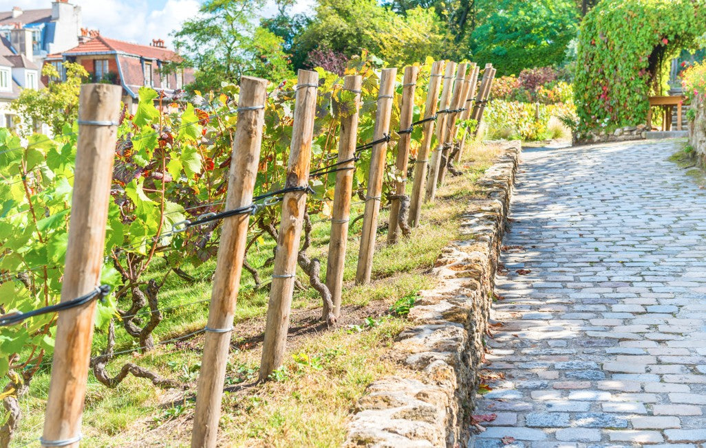 Faire du vin en ville : top 3 des terroirs urbains