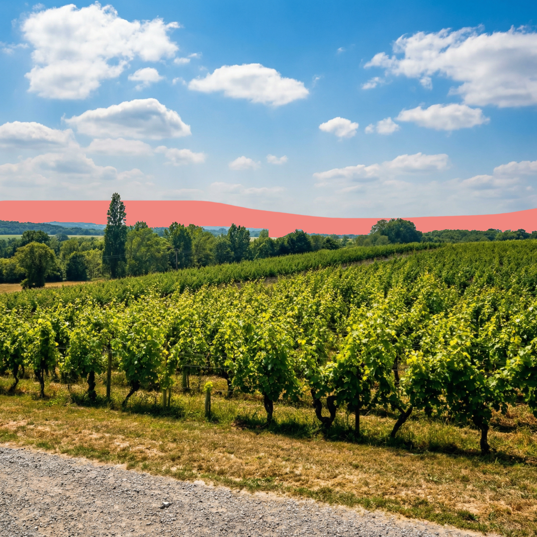 Nos rouges de Loire