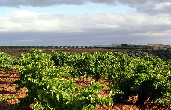 Bodegas Borsao