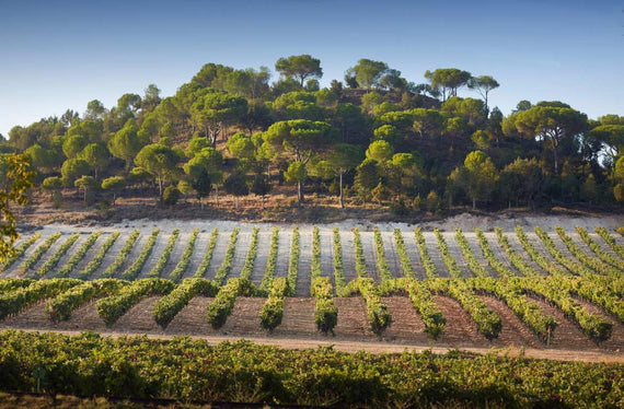 Bodegas Vega Sicilia