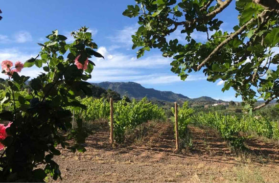 Celler Gritelles