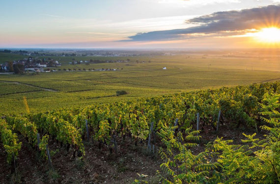 Champagne Barons de Rothschild