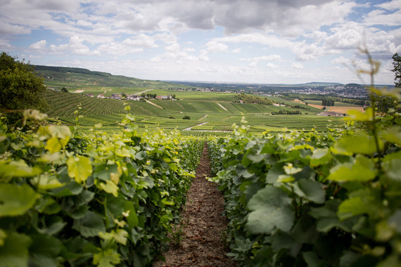 Champagne Haton & Filles