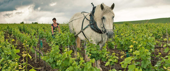 Champagne Louis Roederer