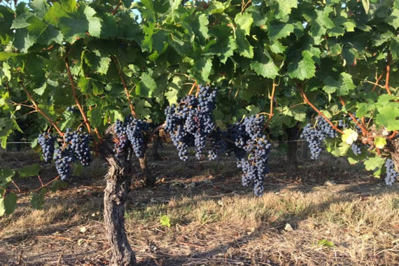 Château de Montalbret