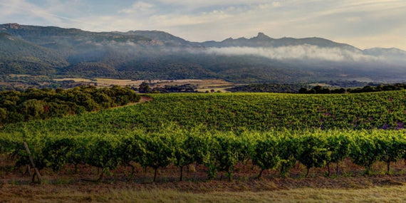 Clos Canarelli