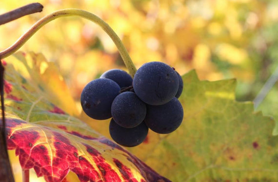 Domaine Alain Michelot