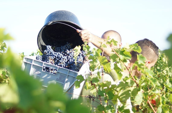 Domaine Charles Joguet