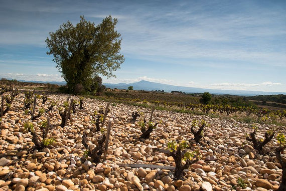 Domaine des 3 Cellier