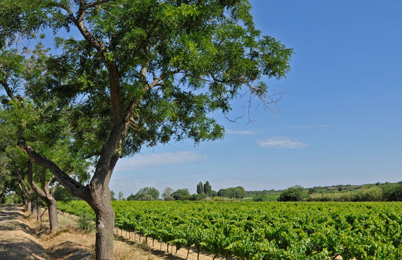 Domaine Montrose