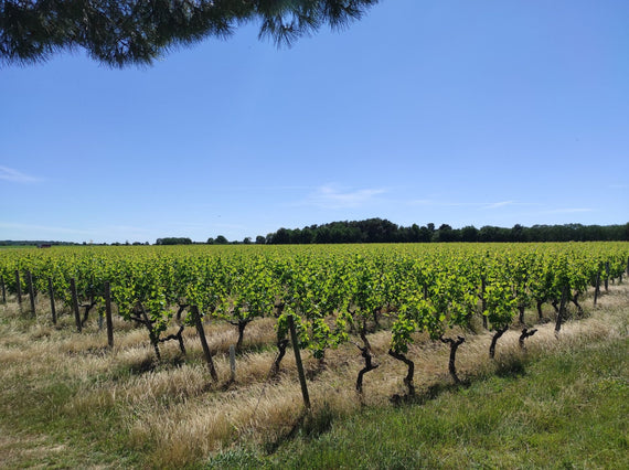 Domaine Noctua