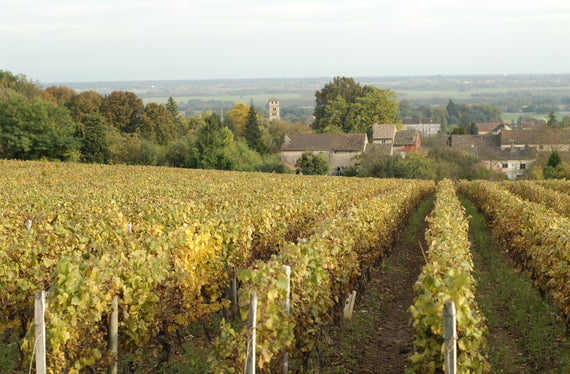 Domaine Raphaël Sallet