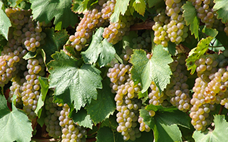 Quinta das Gordas